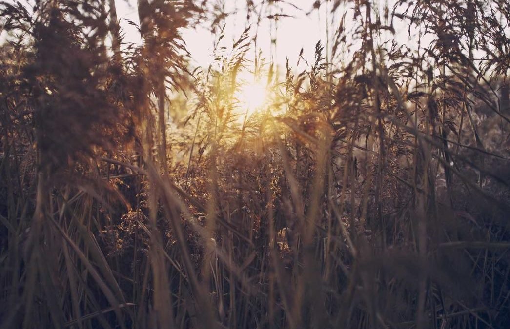 Maiores quia rerum blanditiis tenetur