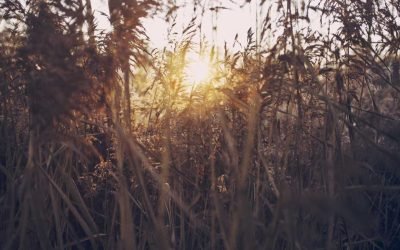 Maiores quia rerum blanditiis tenetur